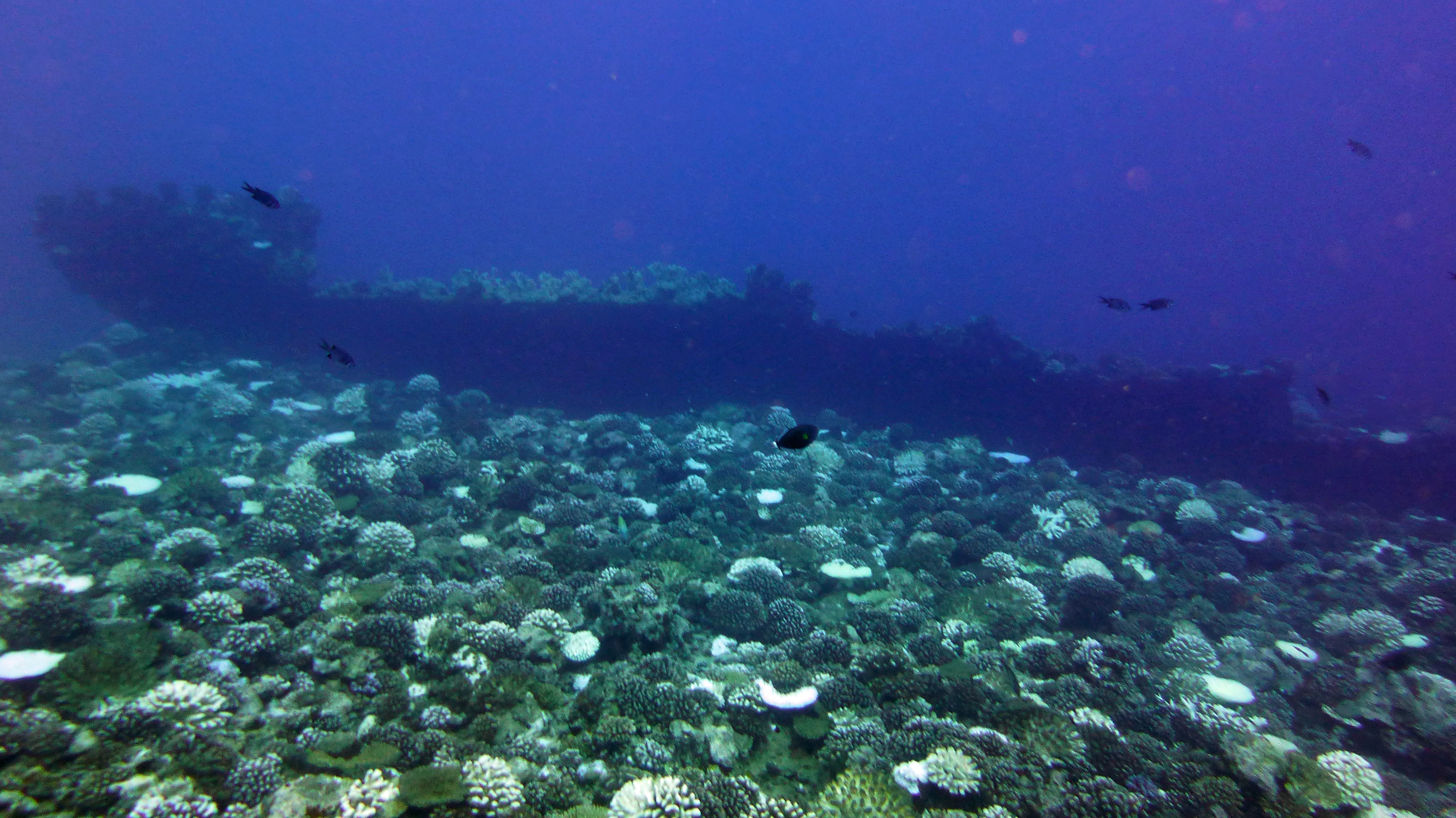 La Zelee gunboat wreck, Tahiti, French Polynesia 2019.